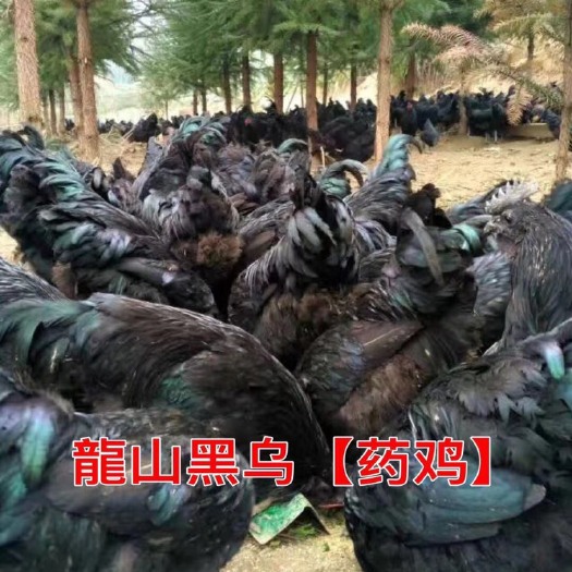 昆明 鸡苗批发乌鸡苗批发厂家直销