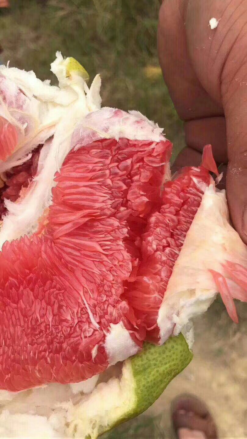  福建平和红心柚管溪蜜柚新鲜水果红肉红柚子带箱5斤包邮