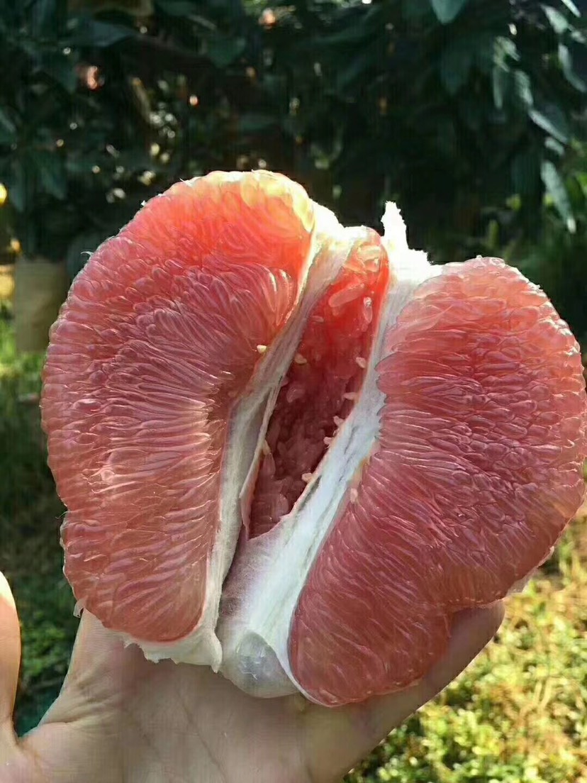  福建平和红心柚管溪蜜柚新鲜水果红肉红柚子带箱5斤包邮