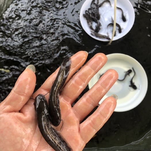 肇庆 鱼苗，大口鲶鱼苗