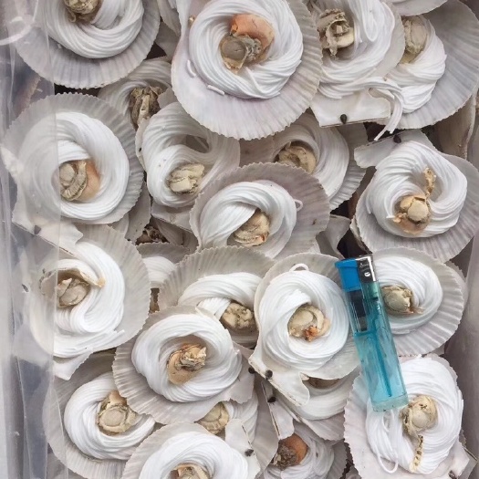 成都 虾夷扇贝 粉丝贝 粉丝扇贝免清洗