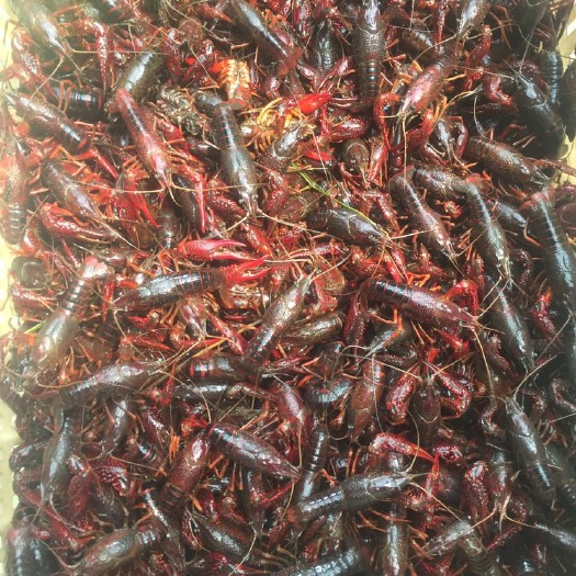 庐江县青红虾 5-7钱 人工养殖
