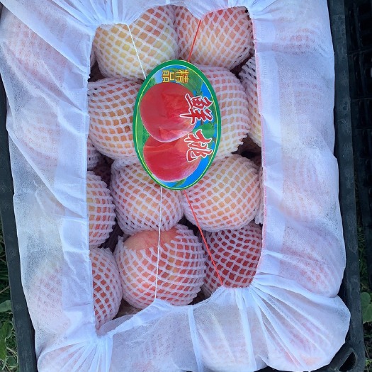 大荔县陕西渭南万亩桃园大量有货