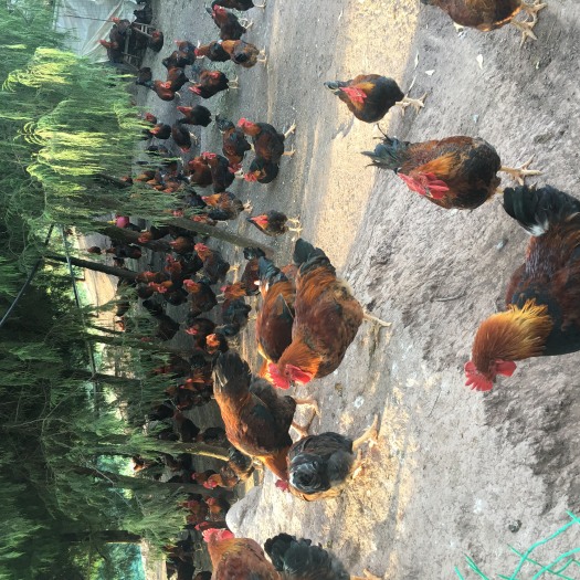 重庆市麻黄鸡 6-7斤 公