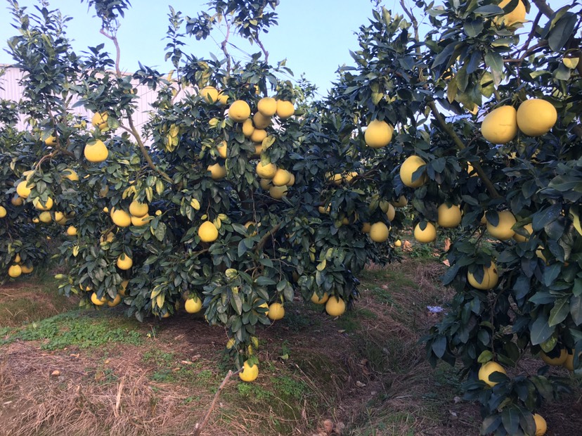  福建平和红心柚管溪蜜柚新鲜水果红肉红柚子带箱5斤包邮