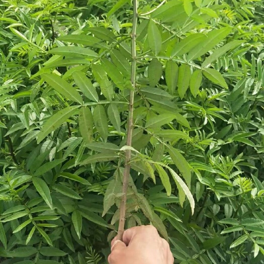 景东县九叶青花椒苗，花椒苗，青花椒苗，产地直销，不零售