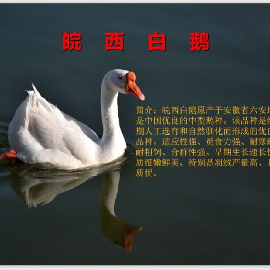 肥西县皖西大白鹅 8-10斤 统货 全散养