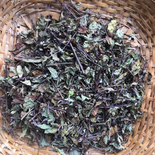 景洪市 肾茶猫须草