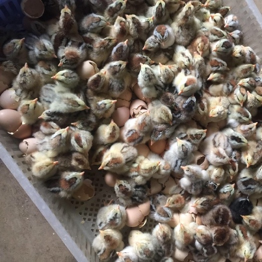 南宁 彩凤鸡苗 出壳苗 包疫苗 运输 路损