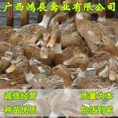 南宁 多蛋鸭苗 出壳苗 包疫苗 运输 路损
