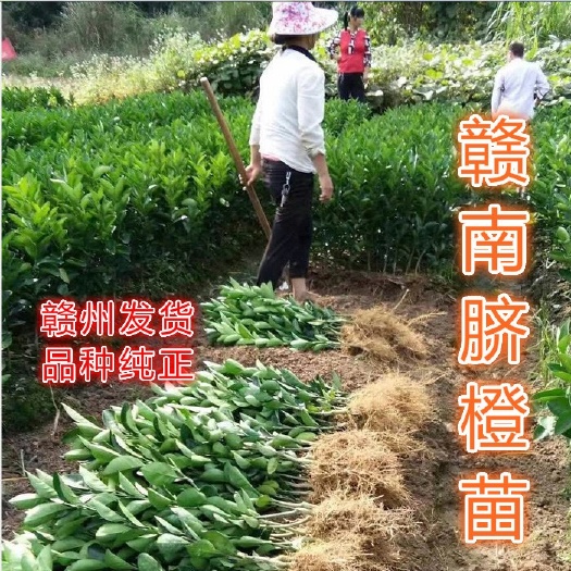 安远县脐橙树苗  江西赣南脐橙苗纽荷尔脐橙苗卡拉红肉血橙苗红脐橙苗