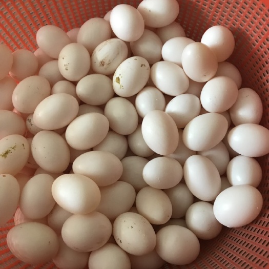 梁山县肉鸽蛋 出售各种商品蛋