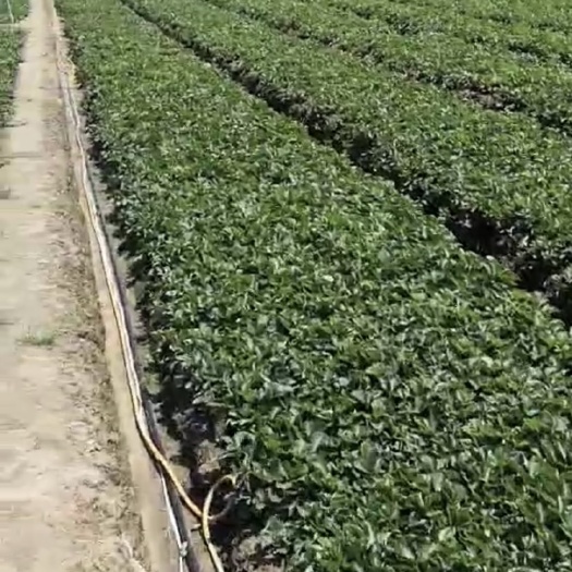 优质红颜草莓苗，十年老莓农，物美价廉 欢迎基地考察预定！