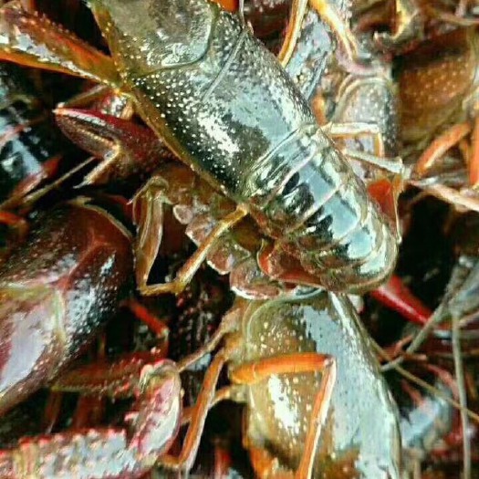 盱眙县青红虾 正宗盱眙龙虾壳软肉多尾大干净