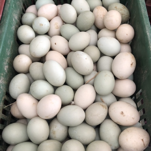 扬州绿壳鸭蛋 食用 散装