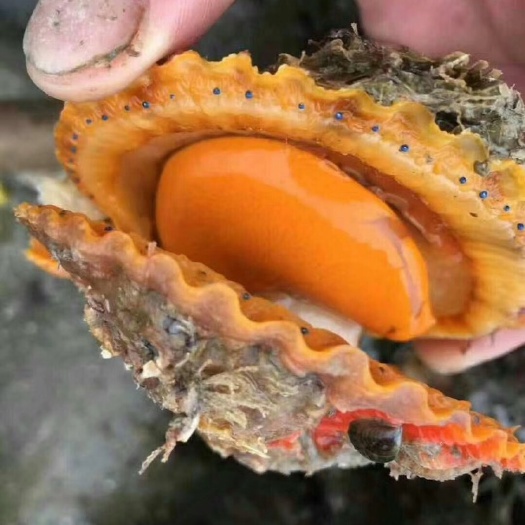 漳浦县 黄金扇贝产地直销