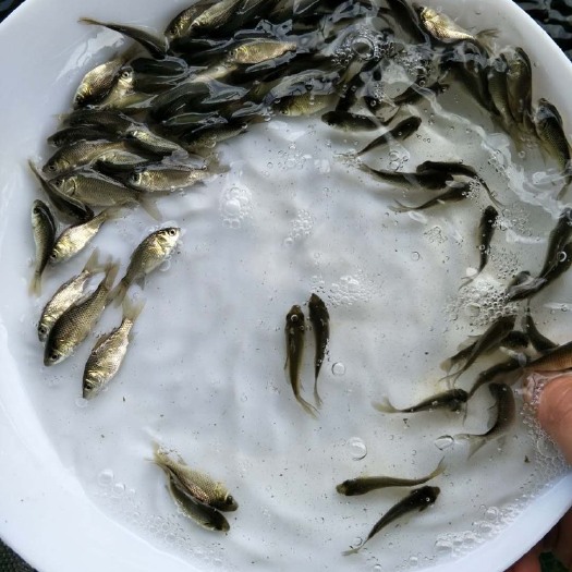 广州优质鲤鱼苗淡水养殖丰鲤荷花鲤批发包邮