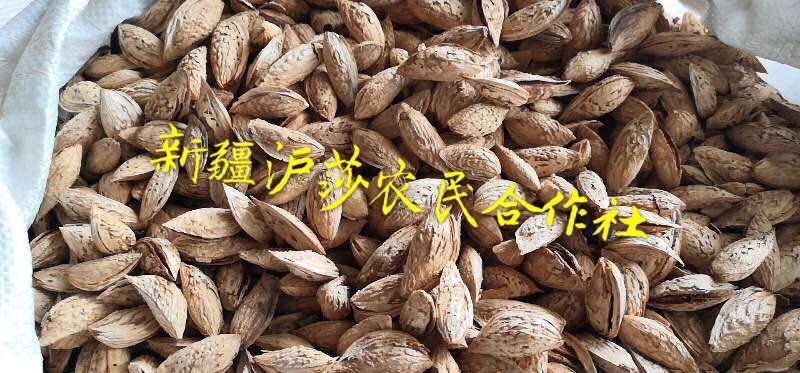 莎车县巴旦木 新疆沪莎农民合作社