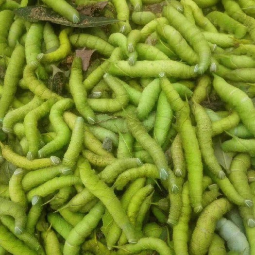 遂溪县豆虫 大量有货