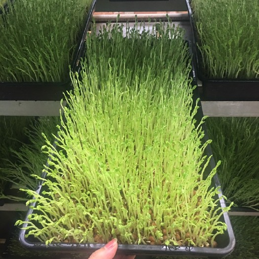 潍坊 无公害蔬菜芽苗菜豌豆苗麻豌豆