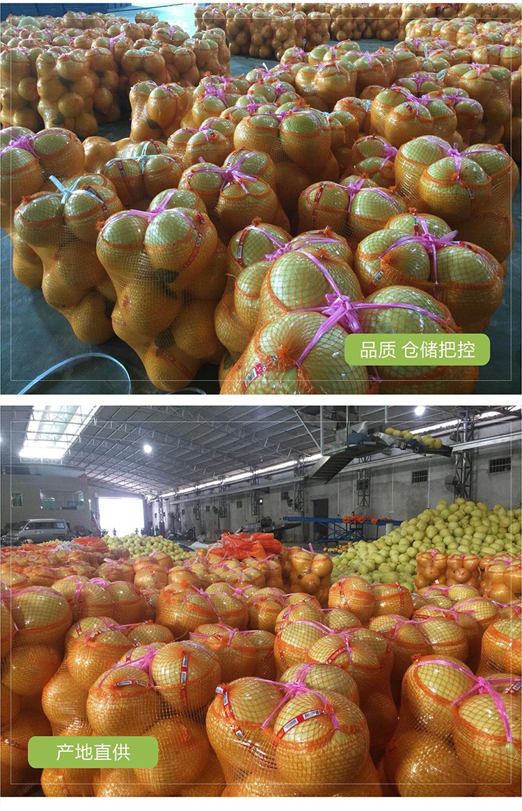 红肉蜜柚 梅州蜜柚 酸甜爽口 中秋送礼佳品 全国除偏远地区外顺丰包邮