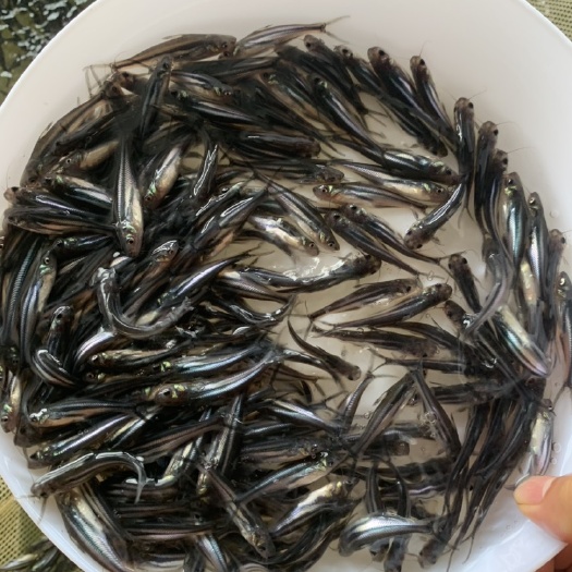 广州 巴沙鱼苗
