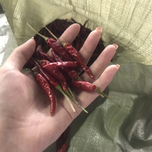 安顺小米椒干辣椒 刚出炉的干椒，快来选购，二荆条，新52，老52