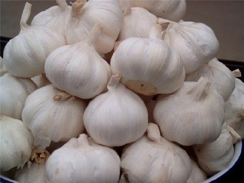 兰考县 绿色无污染大蒜