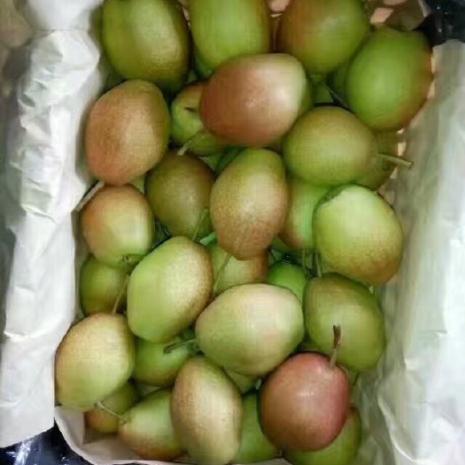 大荔县陕西红香酥雨露香梨大量上市，脆甜爽口，产地直销