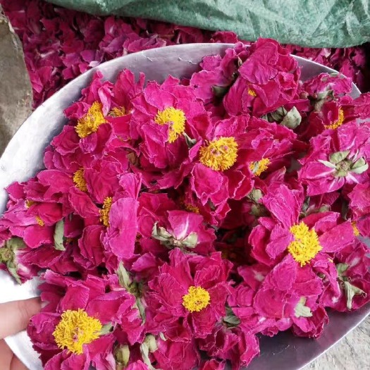 亳州 牡丹花干花朵，牡丹花粉，OEM代加工花茶，批发花果茶