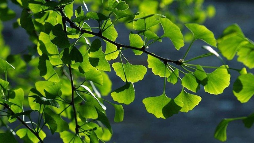 巴东县 大量出售银杏叶，白果叶要的联系