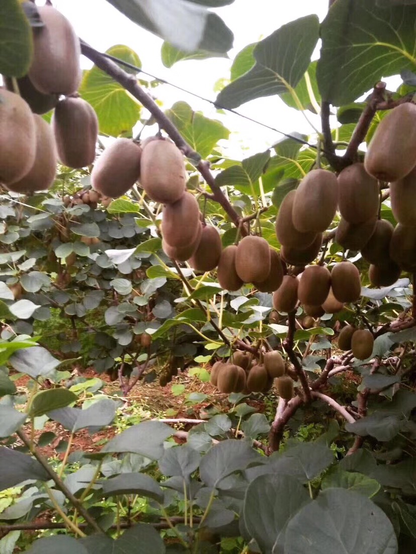  山东省淄博市博山区源泉镇有机猕猴桃