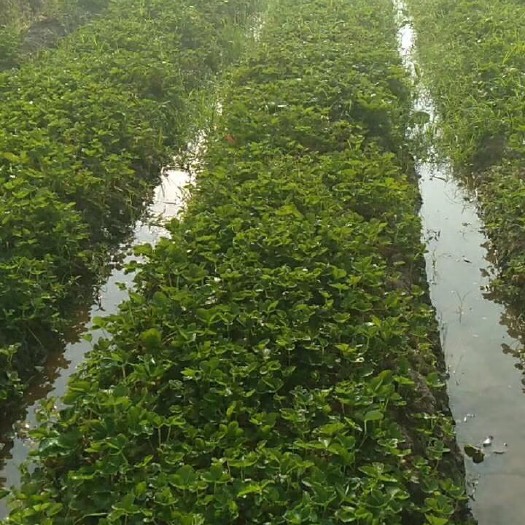 建德市蒙特瑞草莓苗 地栽苗 10~20公分
