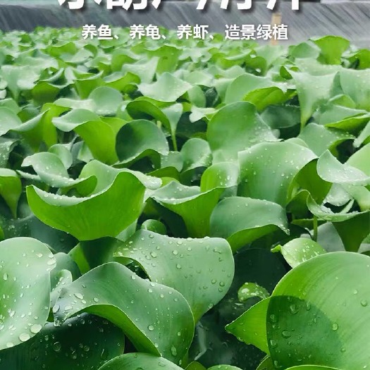 永泰县 水葫芦水生植物包邮水草种子苗养殖浮萍水培净化水质基地直