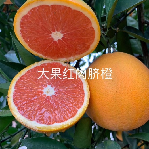 常德 供应大果红肉脐橙苗，确保苗木健壮抗病