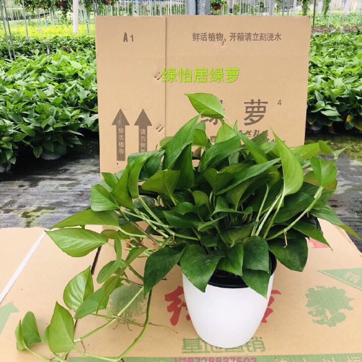 广州 绿萝盆栽，自动吸水吸甲醛，客厅卧室居家必备