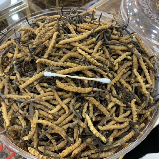 亳州 西藏冬虫夏草，送礼盒，送领导，冬虫夏草粉