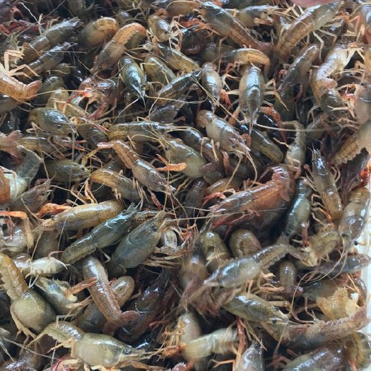 洪湖市小龙虾苗