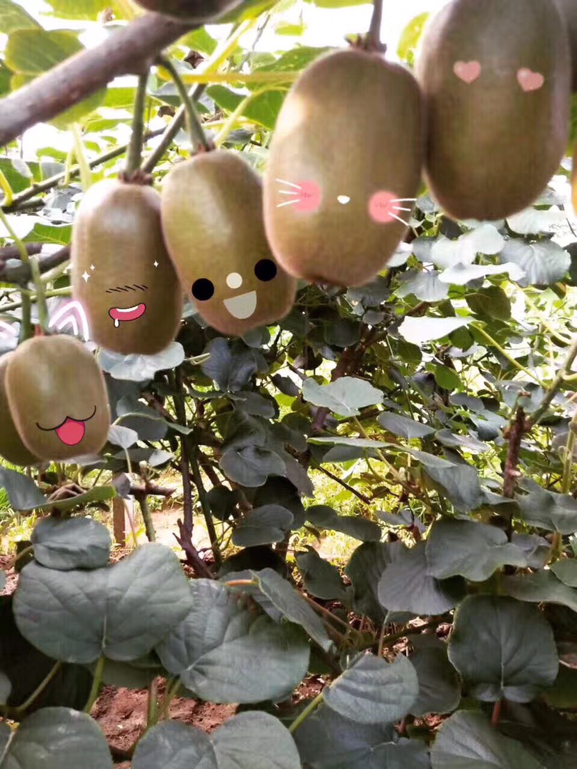  山东省淄博市博山区源泉镇有机猕猴桃