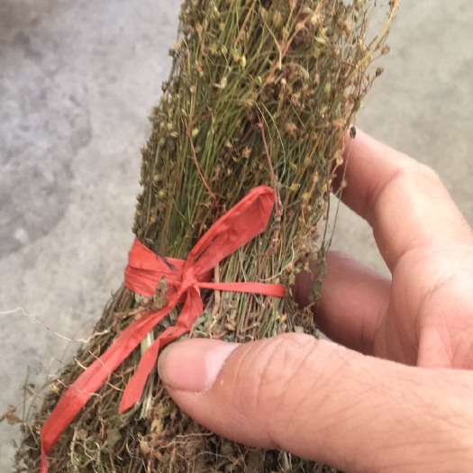 黎平县四叶莲 四叶连贵州产