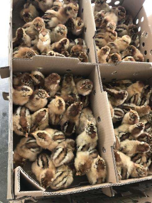 隆回县良凤花鸡苗
