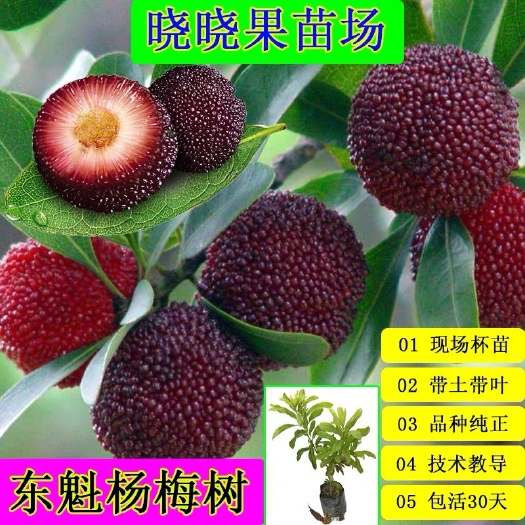 灵山县 杨梅树苗