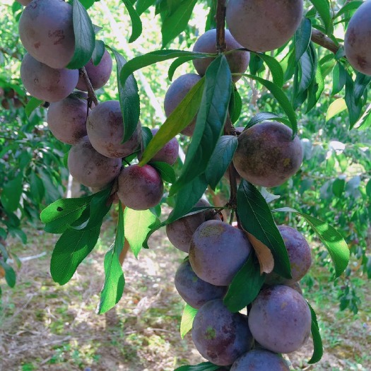 苍溪县 脆红李