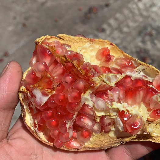 保山 突尼斯软籽石榴，