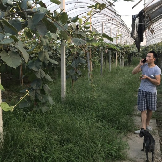 绍兴 浙江绍兴上虞红心猕猴桃
