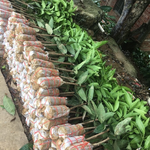 灵山县 金煌芒果苗1.5公分起