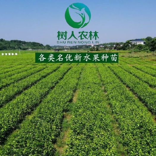 常德 纽荷尔脐橙苗售后保证基地直供