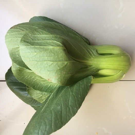昆明小青菜 10~15cm
