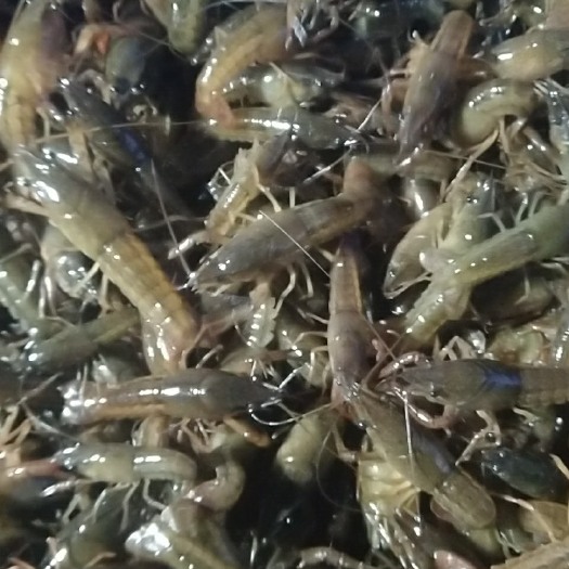 洪湖市龙虾苗