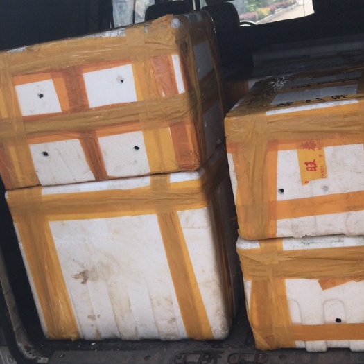 重庆市红壳小龙虾 456..789 人工养殖